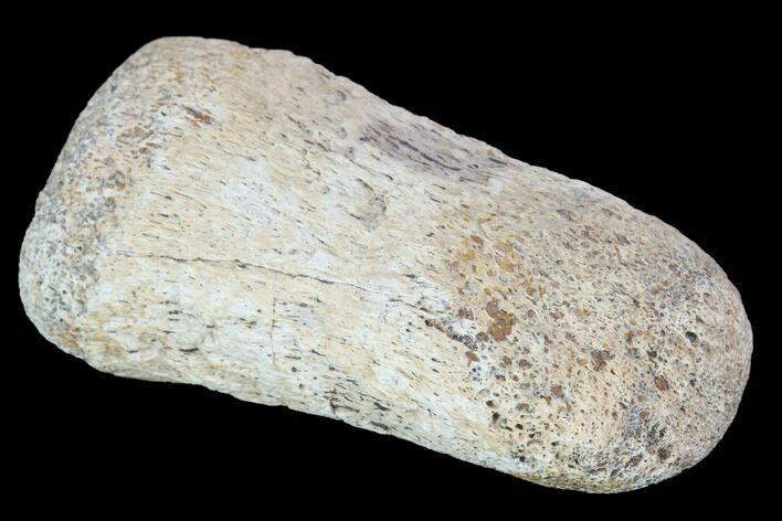 Hadrosaur Foot Bone - Alberta (Disposition #-) #100443
